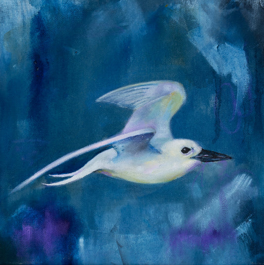 Soaring - White Tern